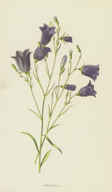 Harebell (chromolitho) tekijältä Frederick Edward Hulme