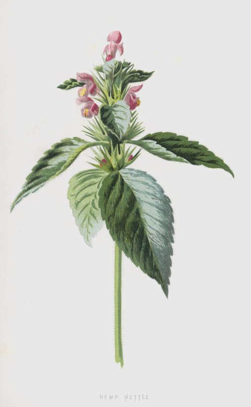 Hamppunokkonen (chromolitho) tekijältä Frederick Edward Hulme