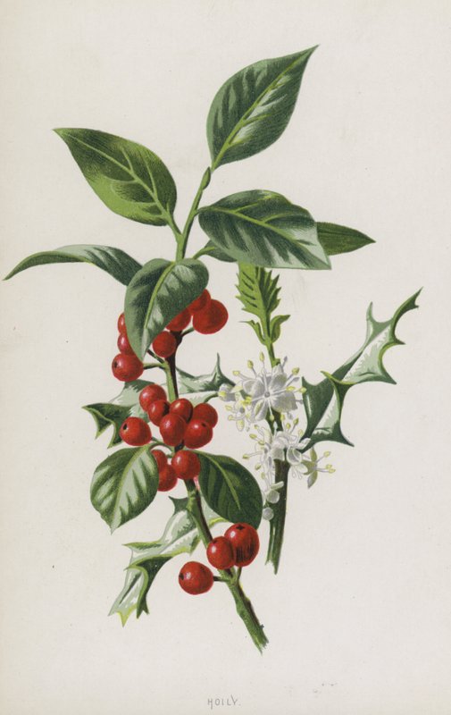 Holly (chromolitho) tekijältä Frederick Edward Hulme