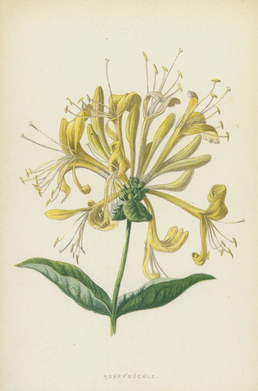 kuusama (chromolitho) tekijältä Frederick Edward Hulme
