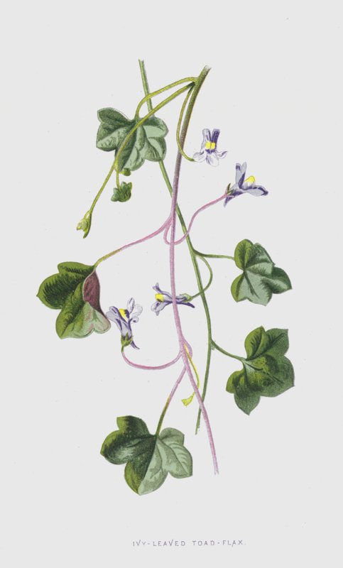 Ivy-Leaved Toad-Flax (chromolitho) tekijältä Frederick Edward Hulme