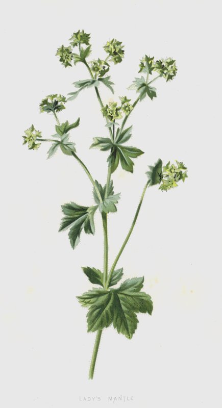 Ladys Mantle (chromolitho) tekijältä Frederick Edward Hulme