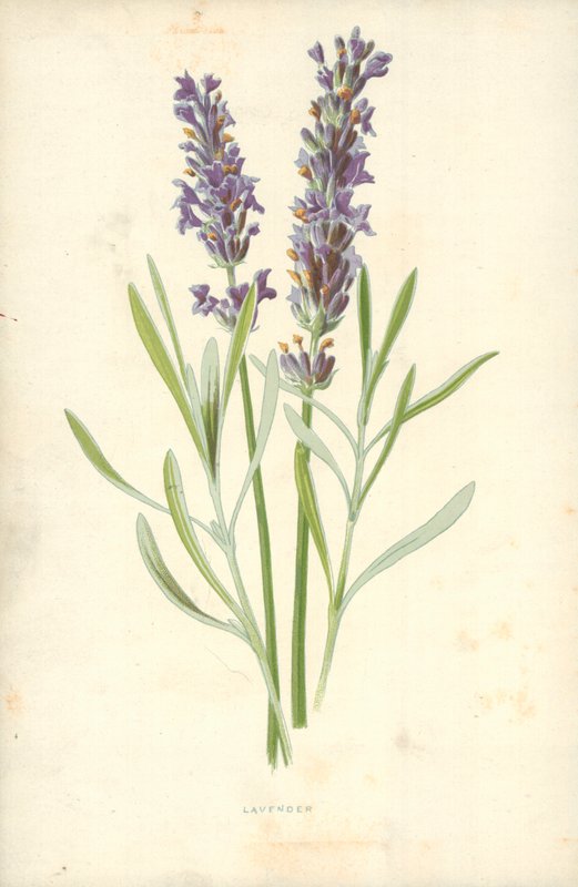 Laventeli tekijältä Frederick Edward Hulme