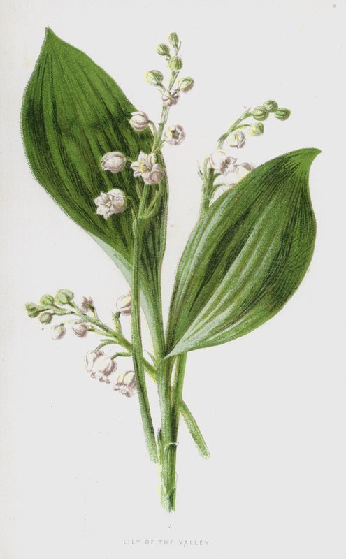 Kielo (chromolitho) tekijältä Frederick Edward Hulme
