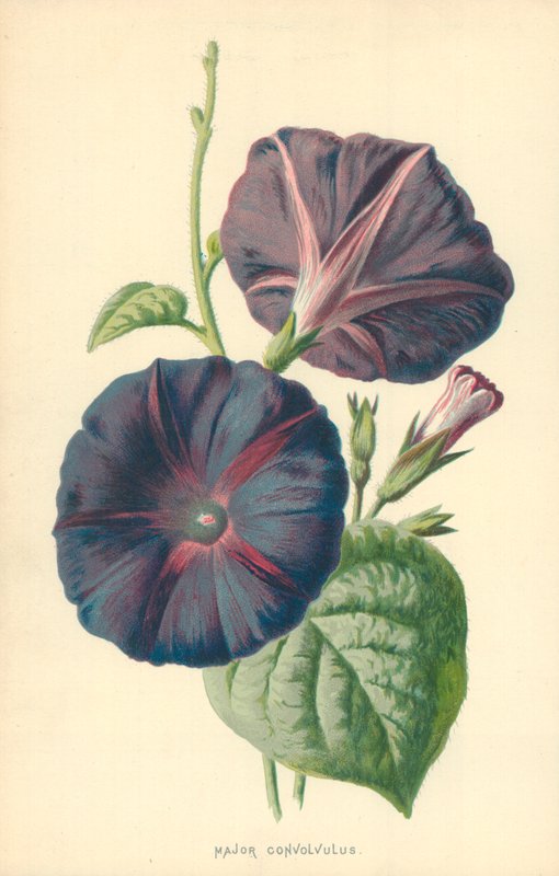 Majuri Convolvulus tekijältä Frederick Edward Hulme