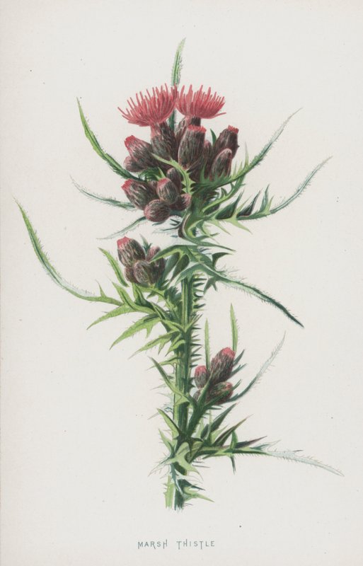 Suoohdake (chromolitho) tekijältä Frederick Edward Hulme