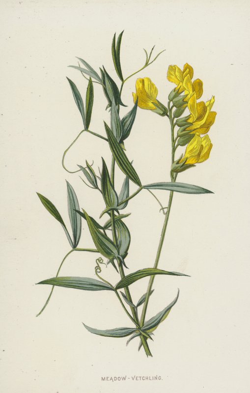 Niitty-Vetchling (chromolitho) tekijältä Frederick Edward Hulme