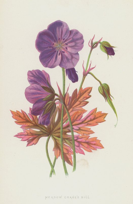 Meadow Cranes Bill (chromolitho) tekijältä Frederick Edward Hulme