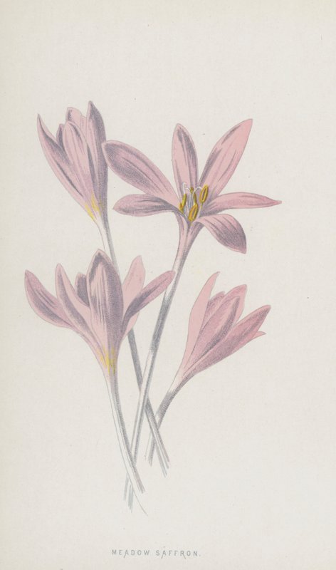 Niittysahrami (chromolitho) tekijältä Frederick Edward Hulme