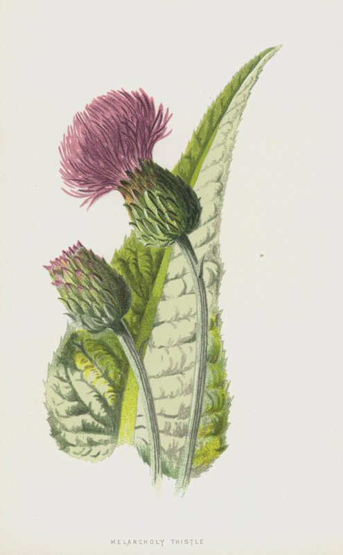 Melankolinen ohdake (chromolitho) tekijältä Frederick Edward Hulme