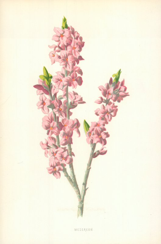 Mesereon tekijältä Frederick Edward Hulme