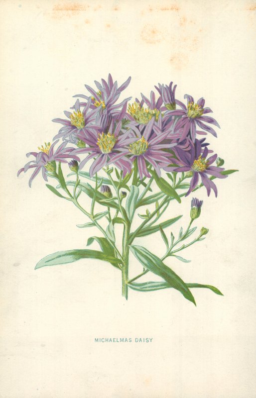 Michaelmas Daisy tekijältä Frederick Edward Hulme