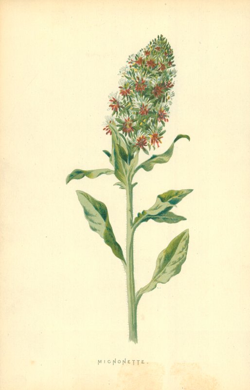 Reseda tekijältä Frederick Edward Hulme