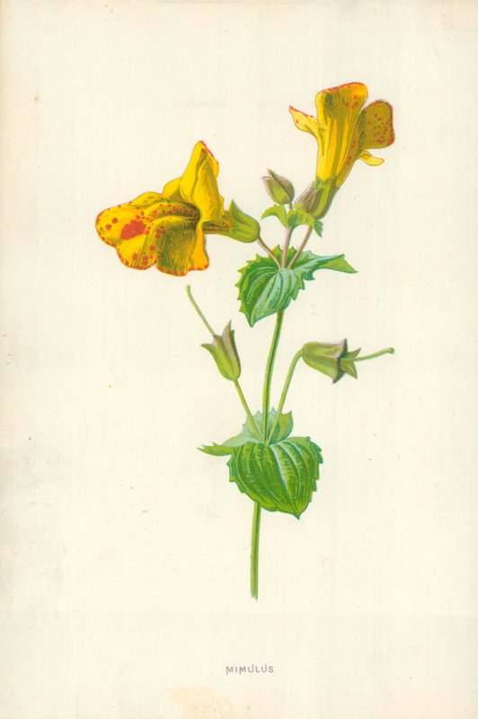 Mimulus tekijältä Frederick Edward Hulme