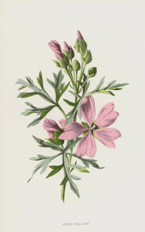 Musk-mallow (chromolitho) tekijältä Frederick Edward Hulme
