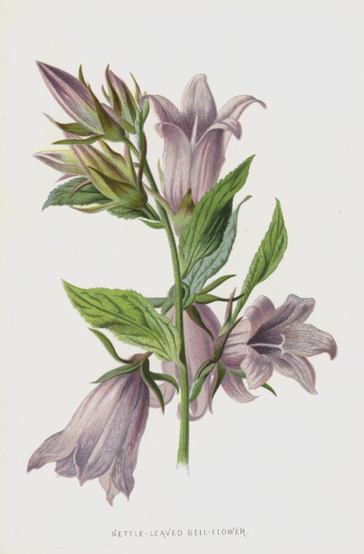 Nokkosenlehtinen kellokukka (chromolitho) tekijältä Frederick Edward Hulme
