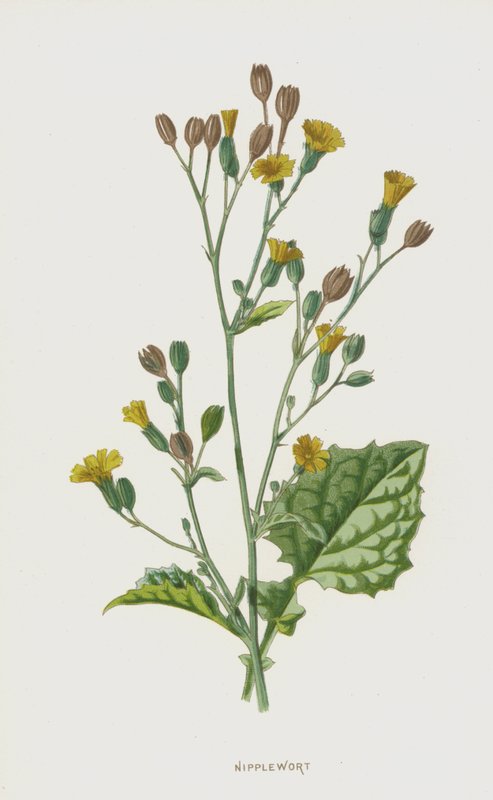 Nännimato (chromolitho) tekijältä Frederick Edward Hulme