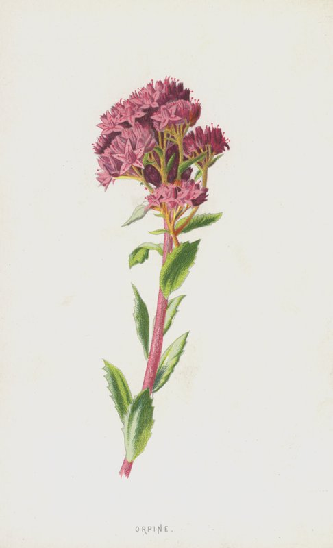 Orpine (chromolitho) tekijältä Frederick Edward Hulme