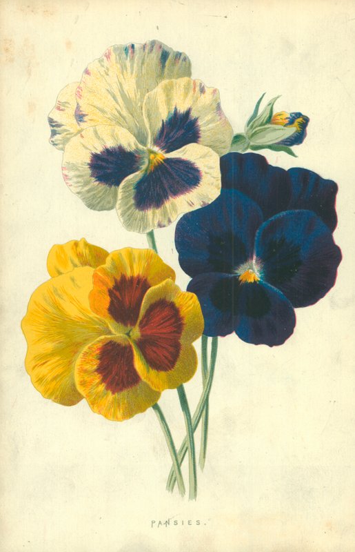 Orvokit tekijältä Frederick Edward Hulme