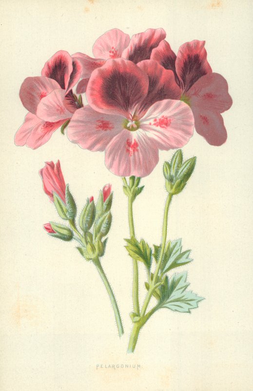 Pelargonium tekijältä Frederick Edward Hulme