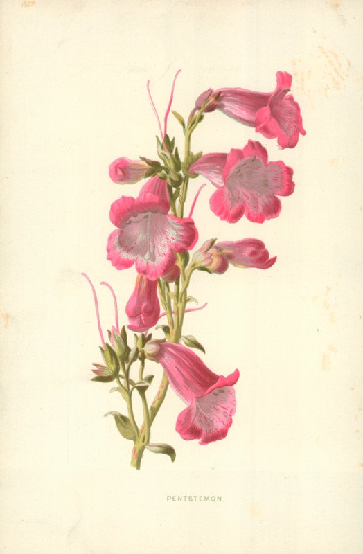 Pentstemon tekijältä Frederick Edward Hulme