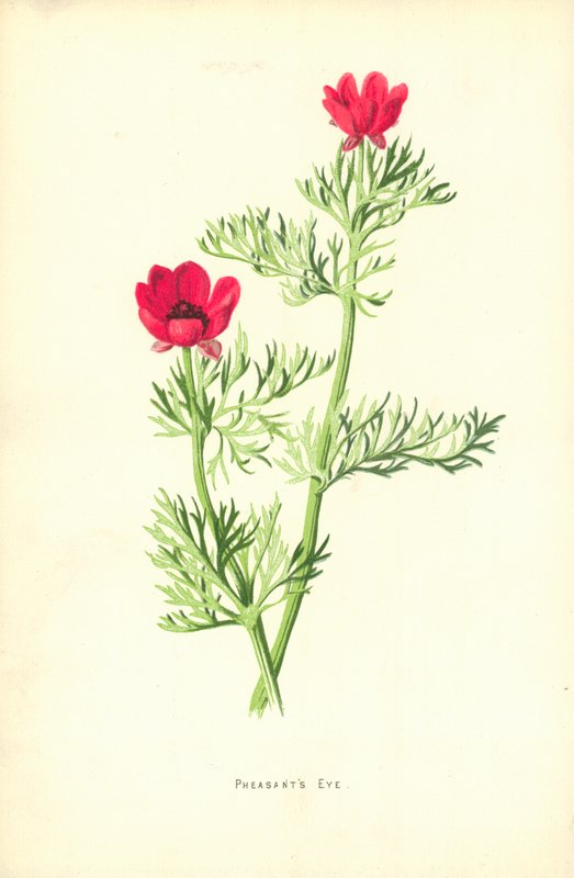 Fasaanin silmä tekijältä Frederick Edward Hulme