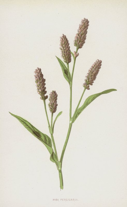 Pink Persicaria (chromolitho) tekijältä Frederick Edward Hulme
