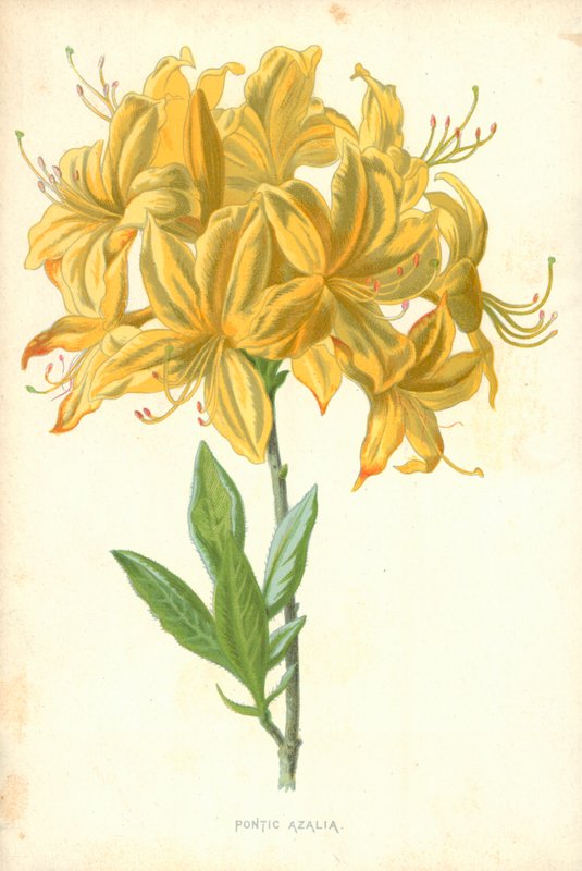 Pontic Azalia tekijältä Frederick Edward Hulme