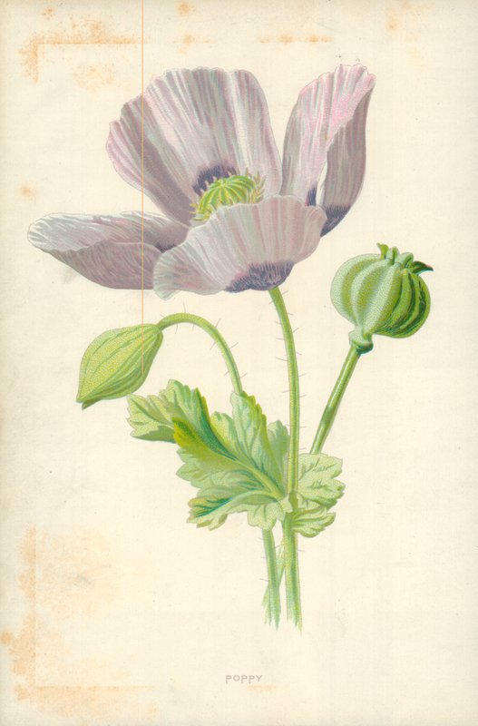 Unikko tekijältä Frederick Edward Hulme