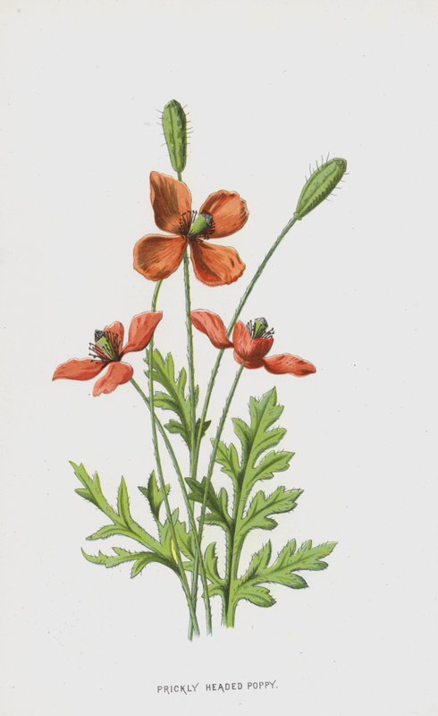 Piikikäs unikko (chromolitho) tekijältä Frederick Edward Hulme