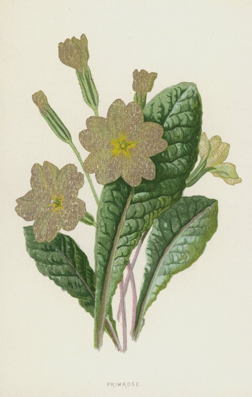 Primrose (chromolitho) tekijältä Frederick Edward Hulme