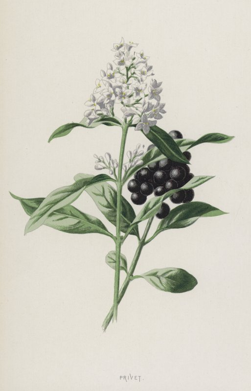 Privet (chromolitho) tekijältä Frederick Edward Hulme