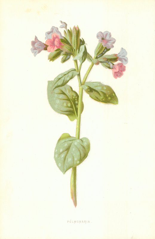 Pulmonaria tekijältä Frederick Edward Hulme
