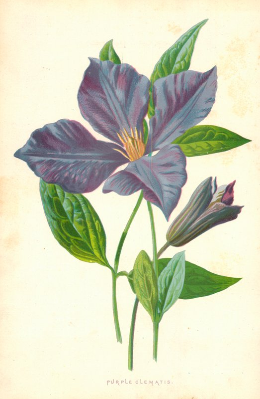 Purppura Clematis tekijältä Frederick Edward Hulme