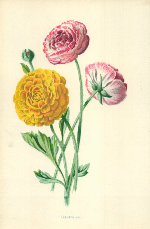 Ranunculus tekijältä Frederick Edward Hulme