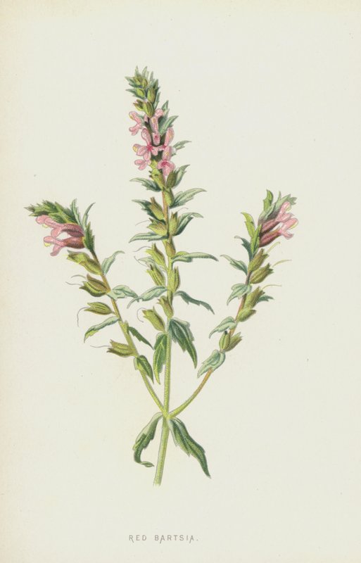 Punainen Bartsia (chromolitho) tekijältä Frederick Edward Hulme
