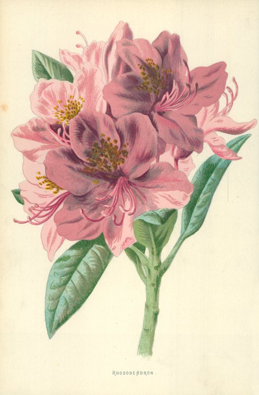 Rhododendron tekijältä Frederick Edward Hulme