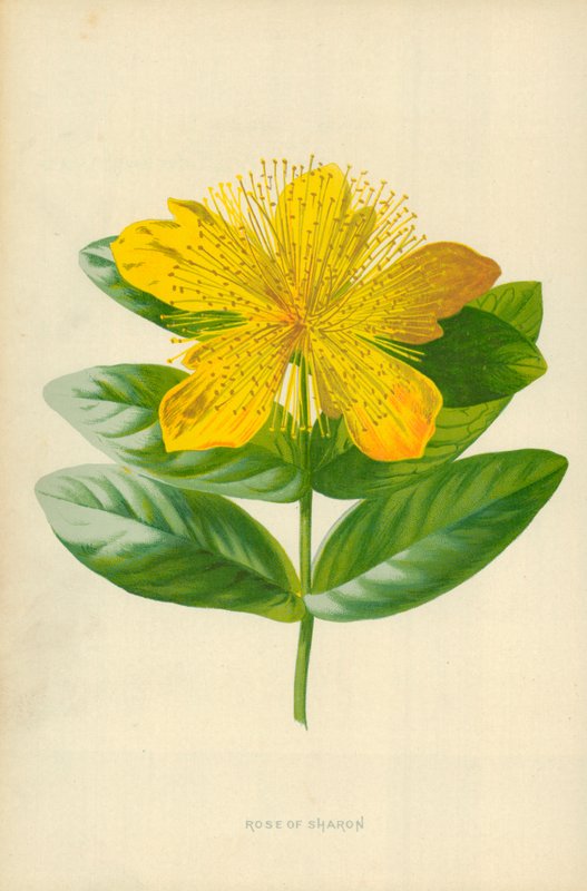 Rose of Sharon tekijältä Frederick Edward Hulme