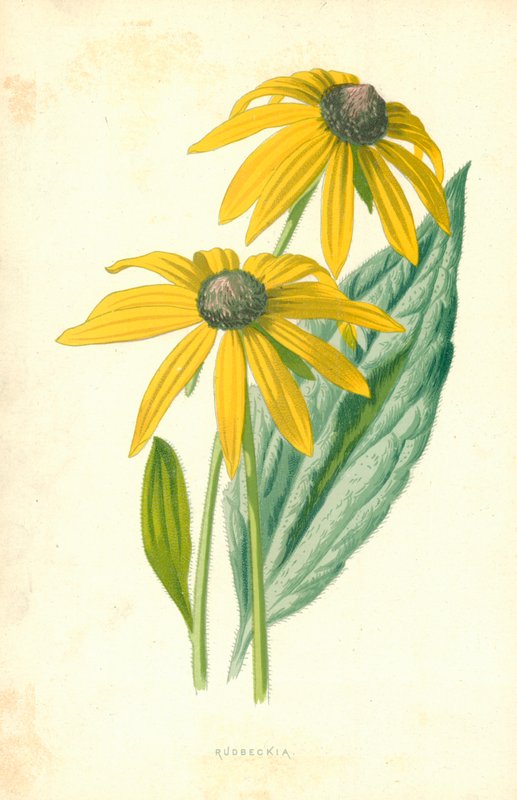Rudbeckia tekijältä Frederick Edward Hulme