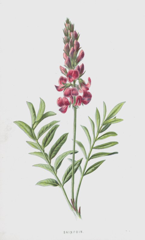 Esparpuu (kromoliitti) tekijältä Frederick Edward Hulme