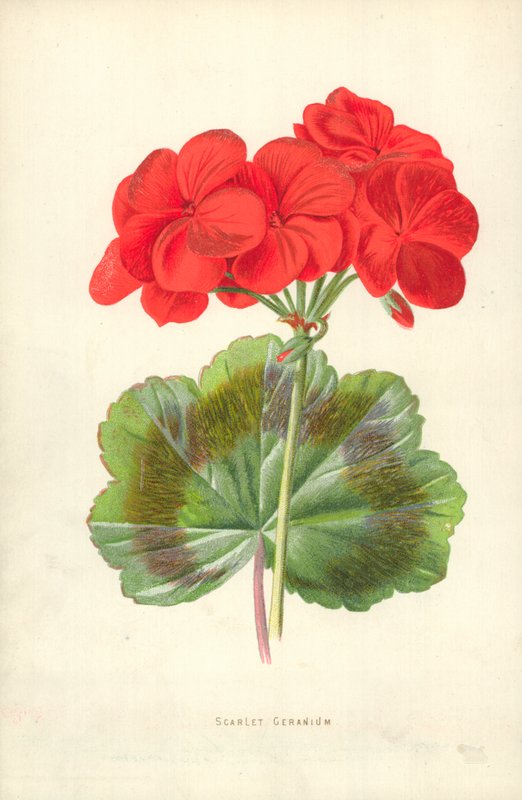 Scarlet Geranium tekijältä Frederick Edward Hulme
