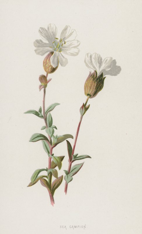 Sea Campion (chromolitho) tekijältä Frederick Edward Hulme