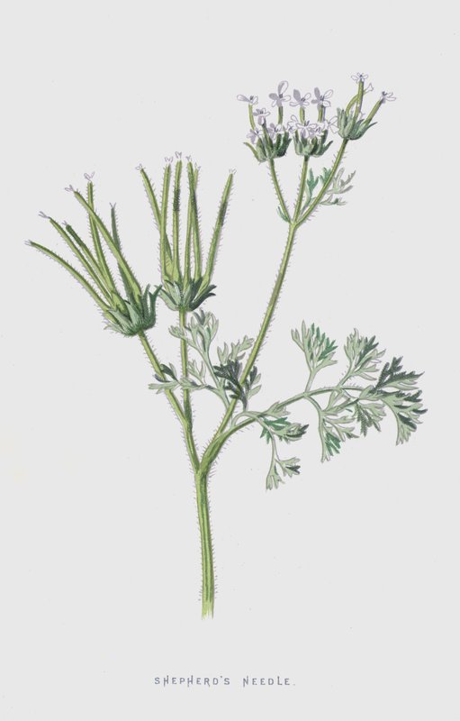 Shepherds Needle (chromolitho) tekijältä Frederick Edward Hulme
