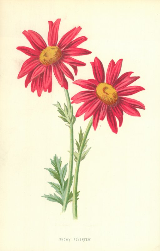 Näyttävä Feverfew tekijältä Frederick Edward Hulme