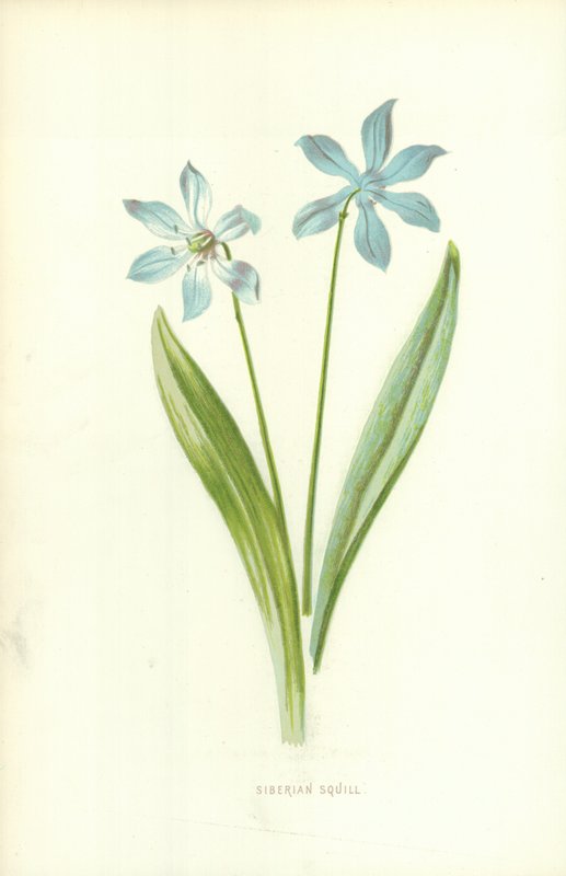 Siperian squill tekijältä Frederick Edward Hulme