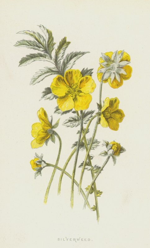 Silverweed (chromolitho) tekijältä Frederick Edward Hulme
