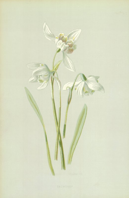 Lumikello tekijältä Frederick Edward Hulme