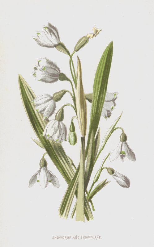 Lumikello ja lumihiutale (chromolitho) tekijältä Frederick Edward Hulme