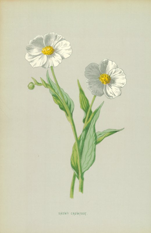 Luminen varisjalka tekijältä Frederick Edward Hulme