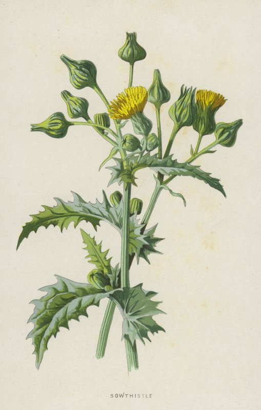 kylvö (chromolitho) tekijältä Frederick Edward Hulme